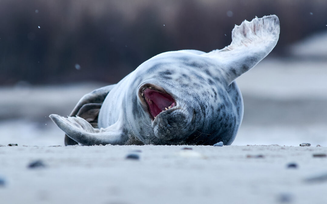 Helgoland sleepy seal