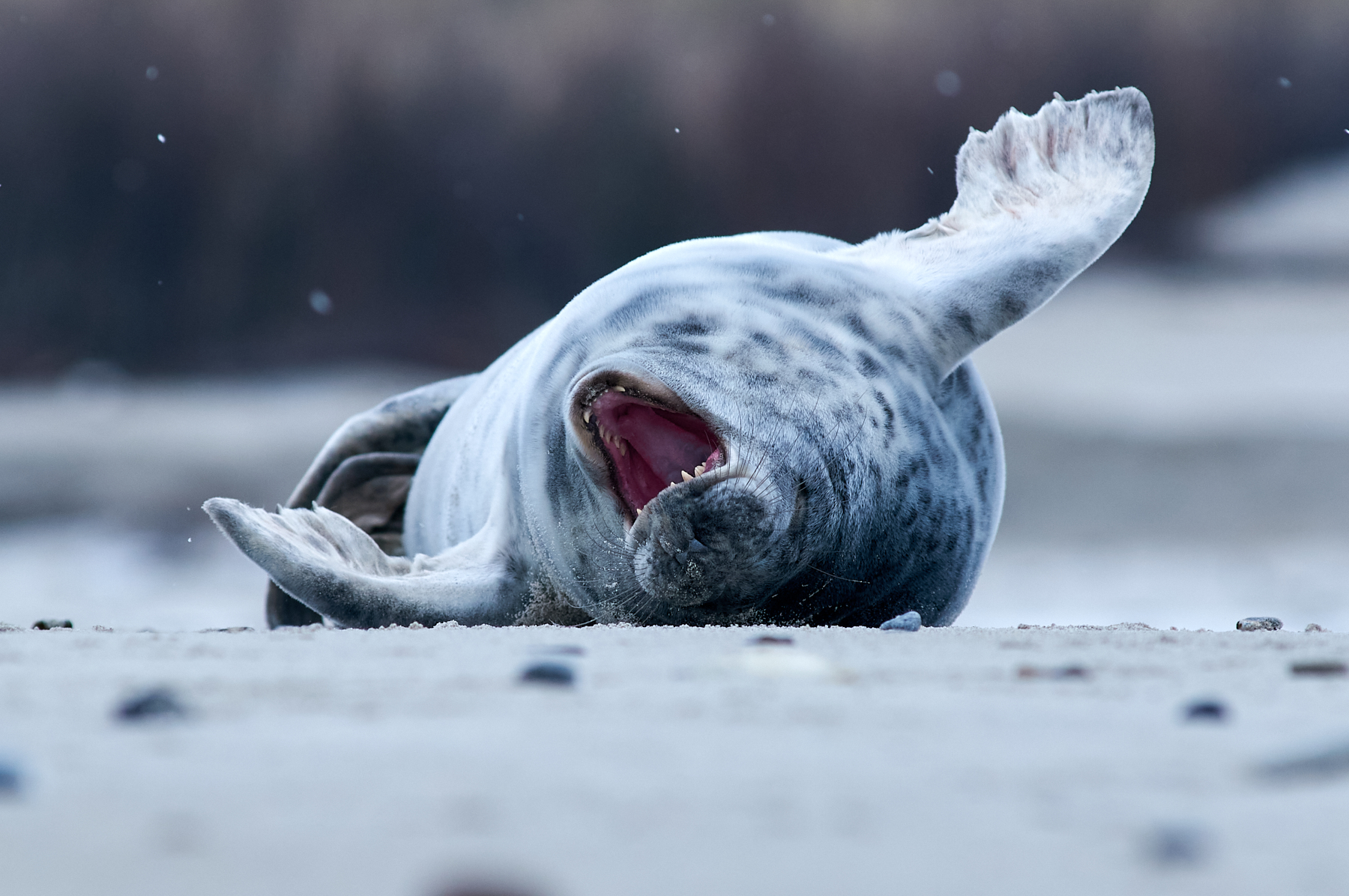 Helgoland seal - thalassophile